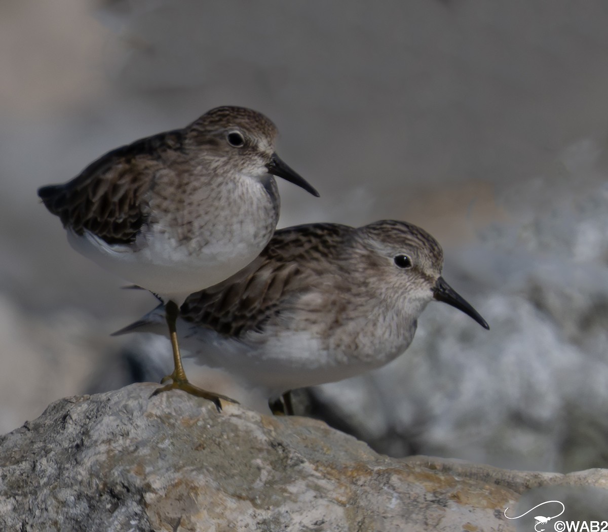 Bécasseau minuscule - ML646805960