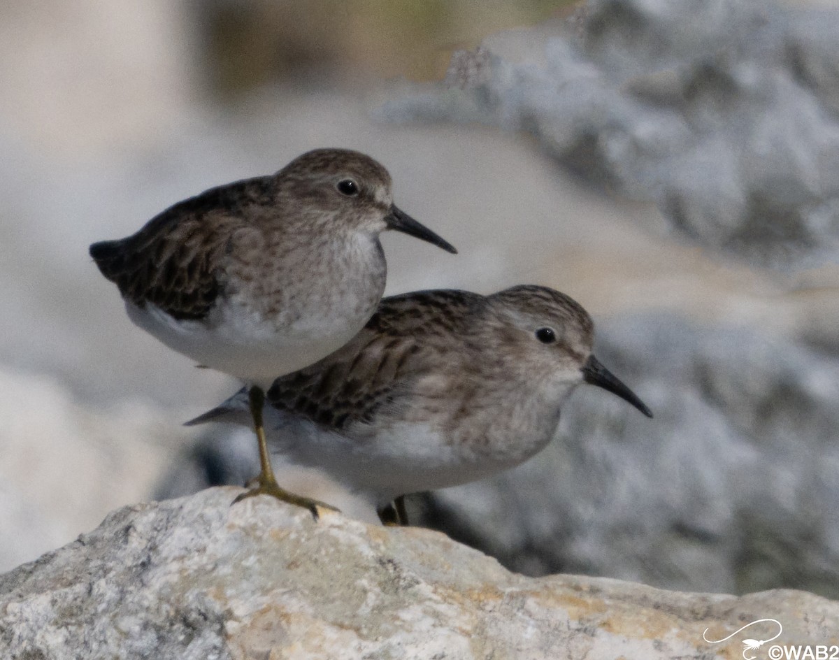 Bécasseau minuscule - ML646805961