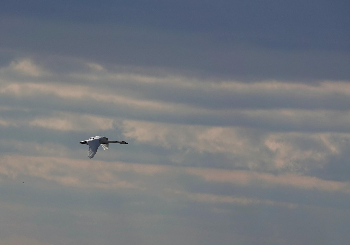 Cygne siffleur - ML646805962