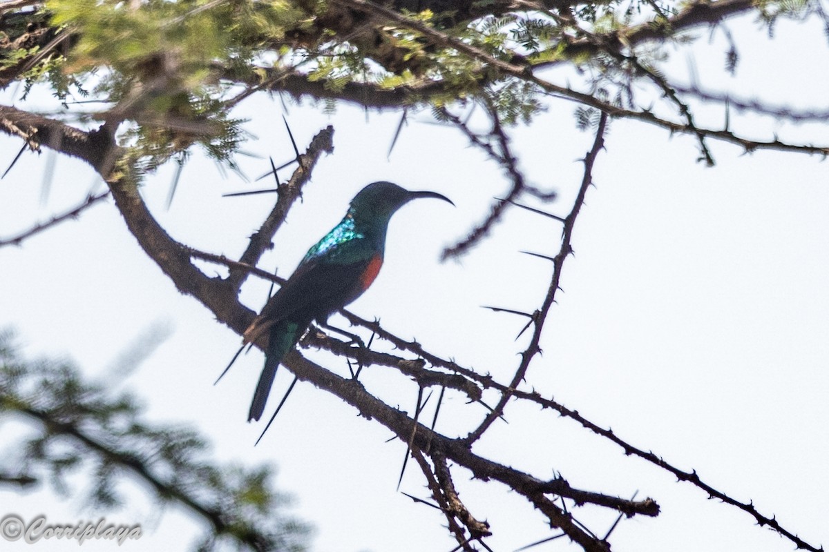 Маріка блискотлива - ML646805965