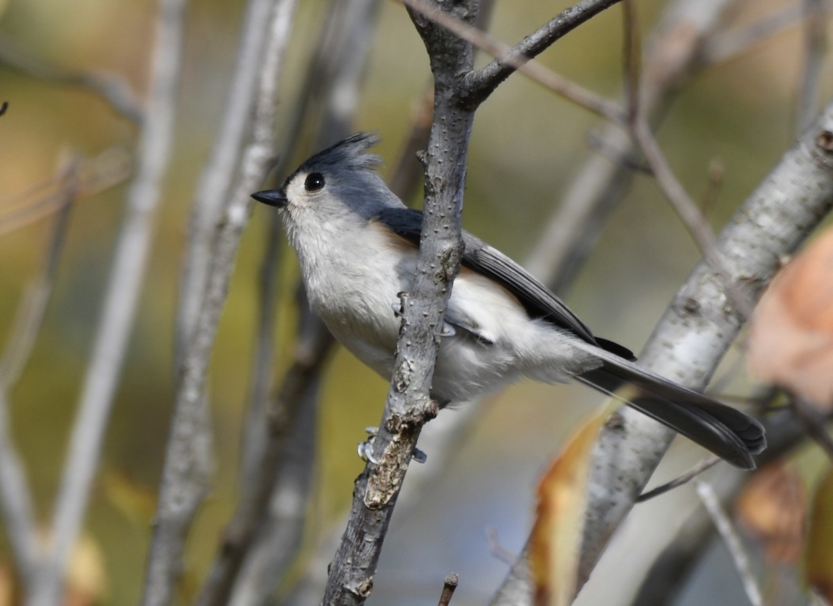 Ak Tepeli Baştankara - ML646805966