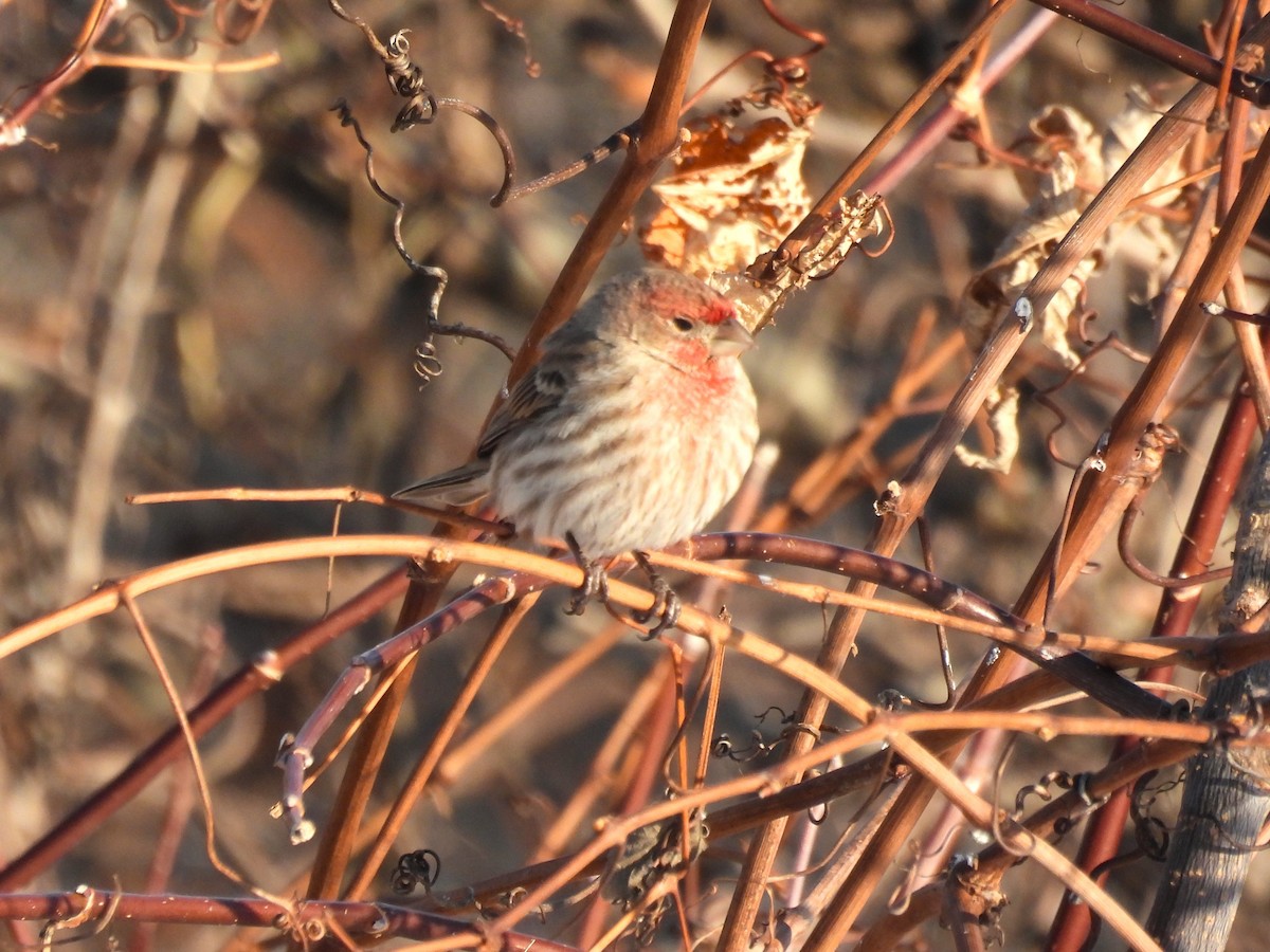 Roselin familier - ML646805967