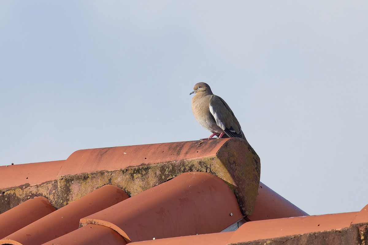 Tourterelle à ailes blanches - ML646805969