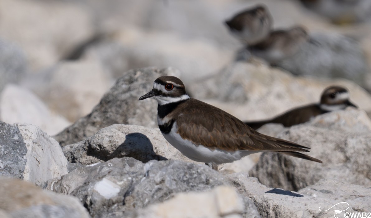 Pluvier kildir - ML646805970