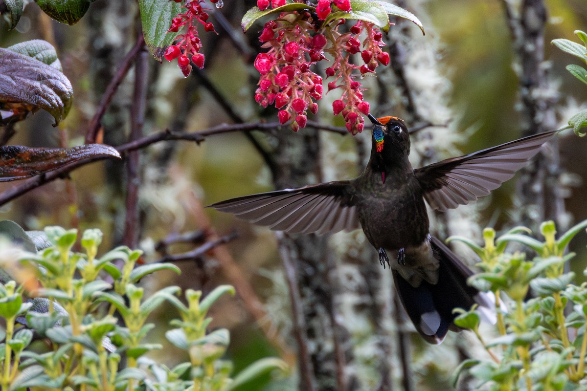 Rainbow-bearded Thornbill - ML646805972