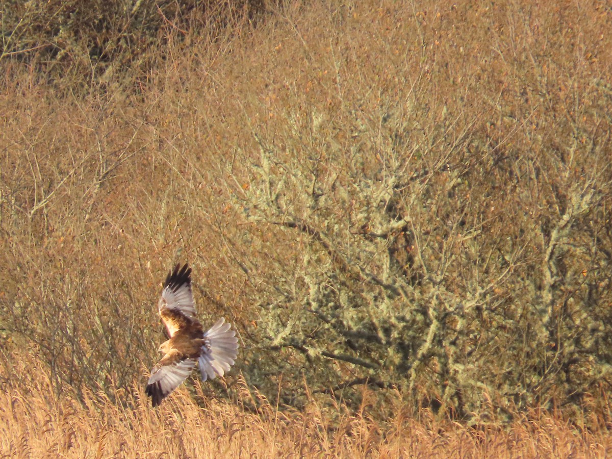 Western Marsh Harrier - ML646805973