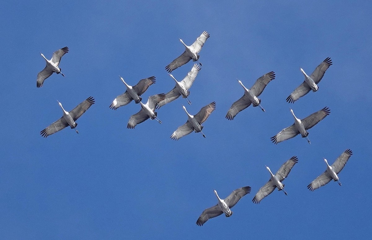 Grulla Canadiense - ML646805974