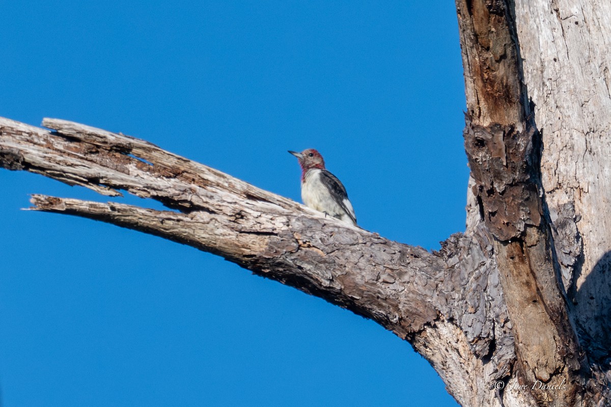Red-headed Woodpecker - ML646805975