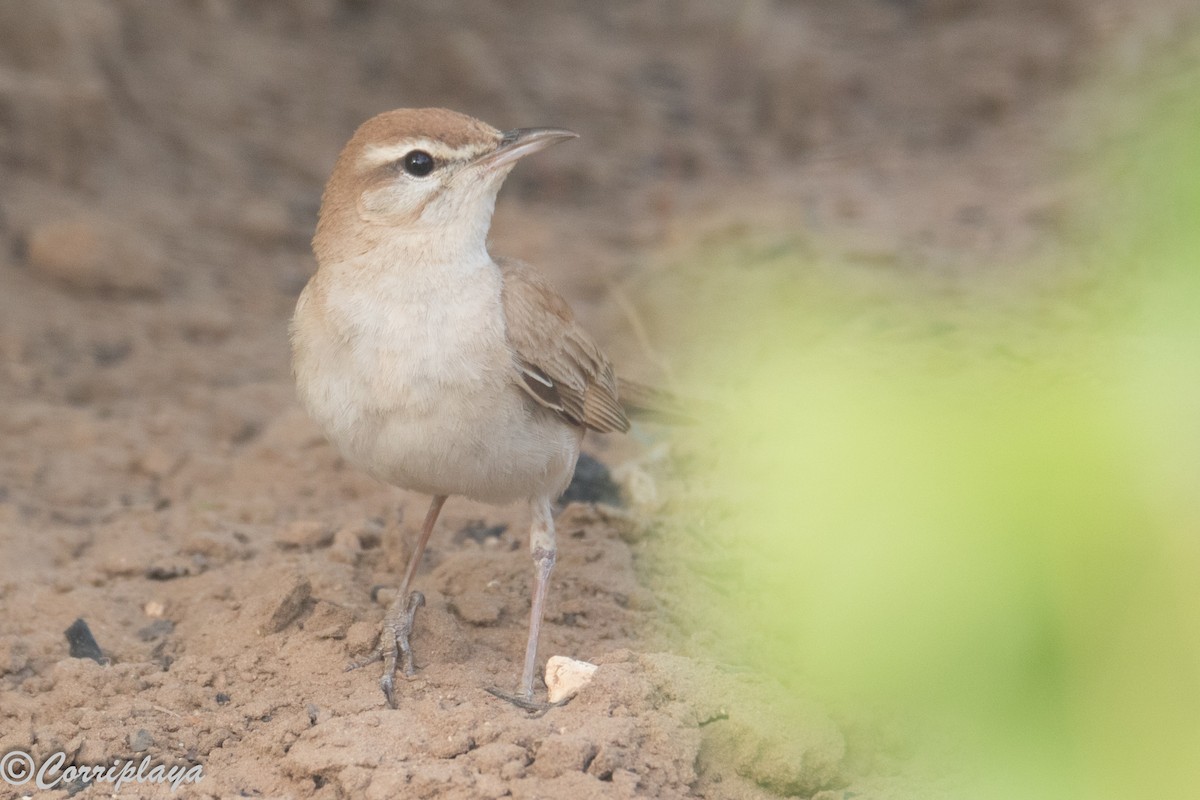 Соловейко рудохвостий - ML646805976