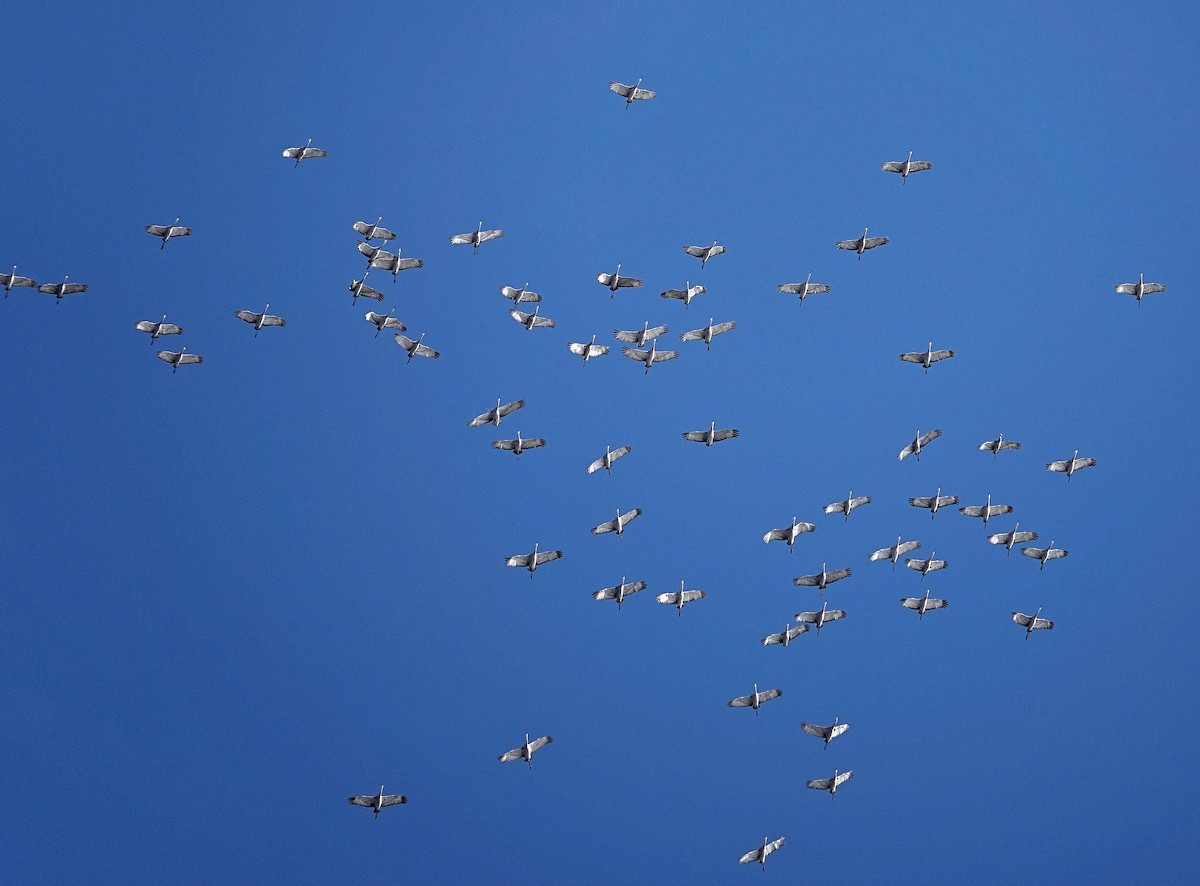 Grulla Canadiense - ML646805979