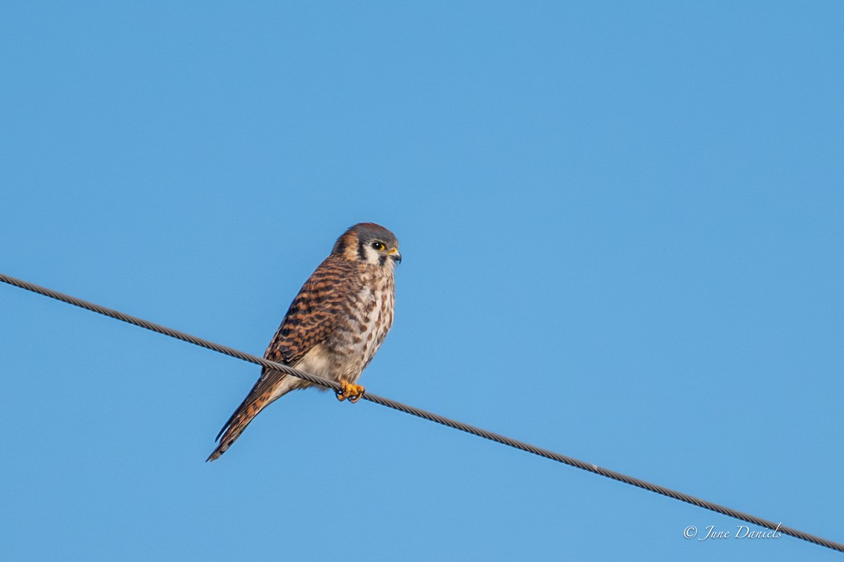 Воробьиная пустельга - ML646805981