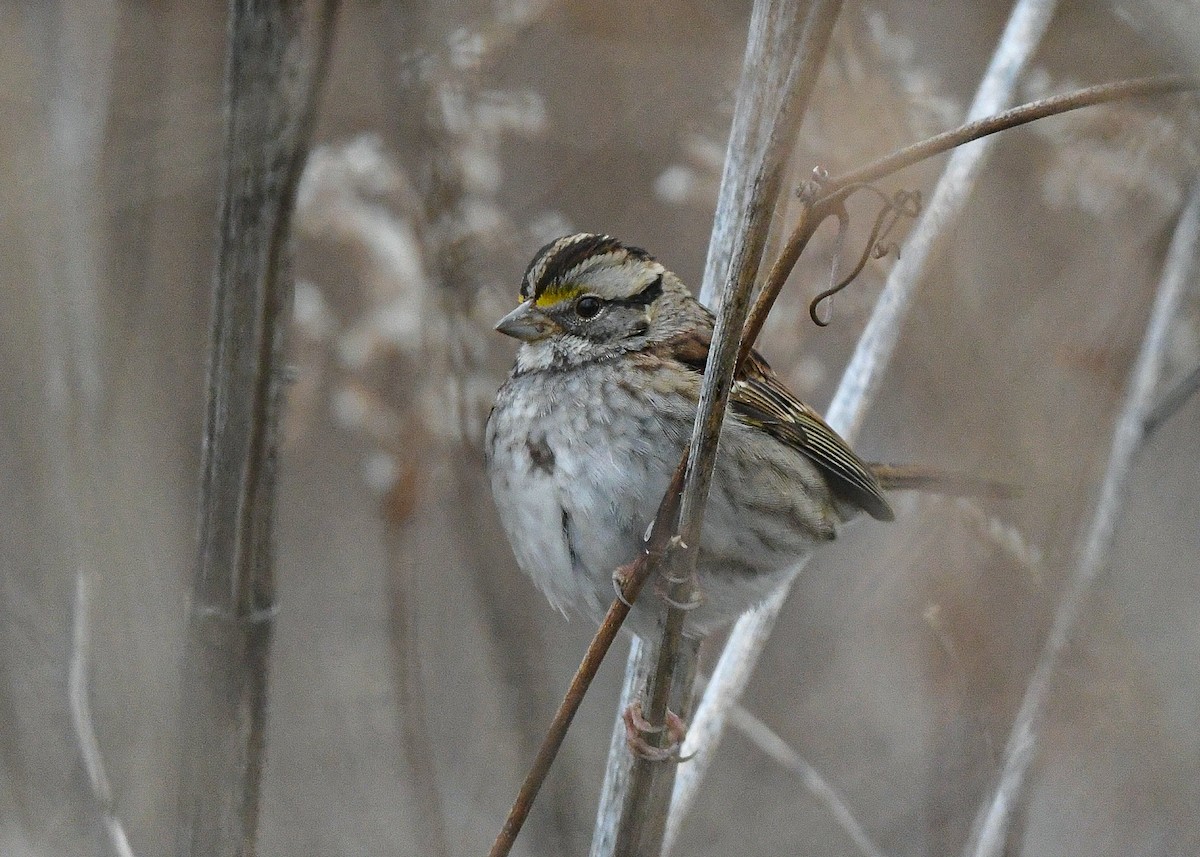 White-throated Sparrow - ML646805982