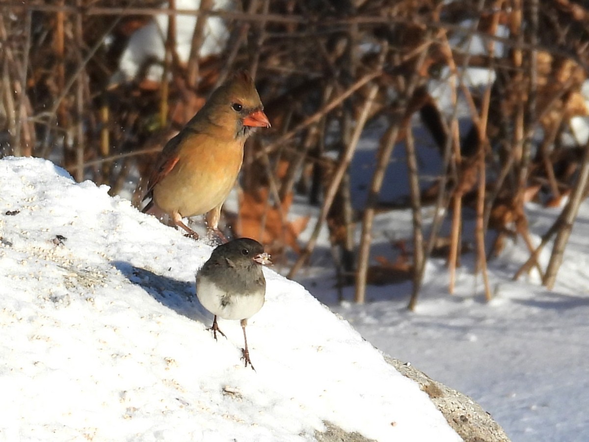 Northern Cardinal - ML646805983
