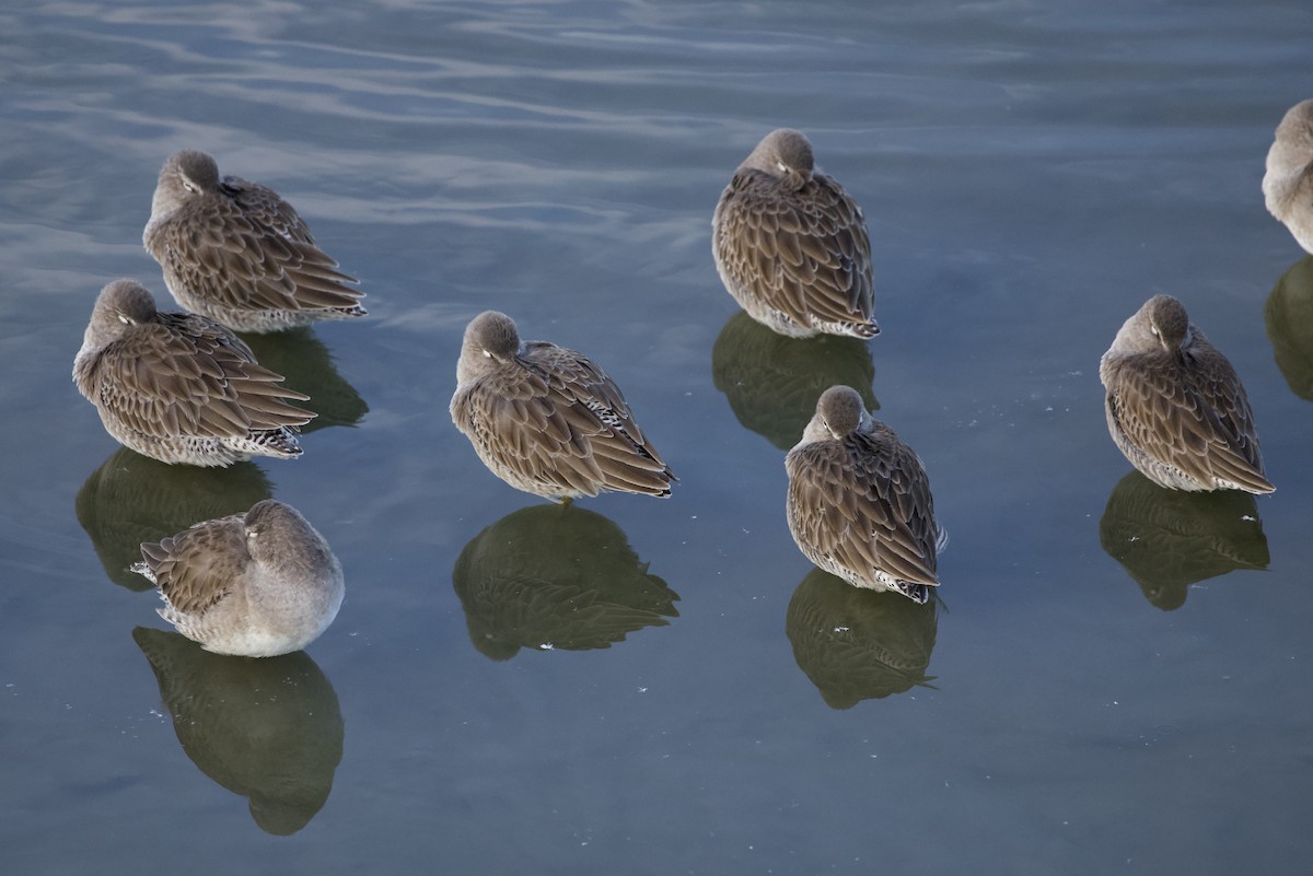 Long-billed Dowitcher - ML646805984