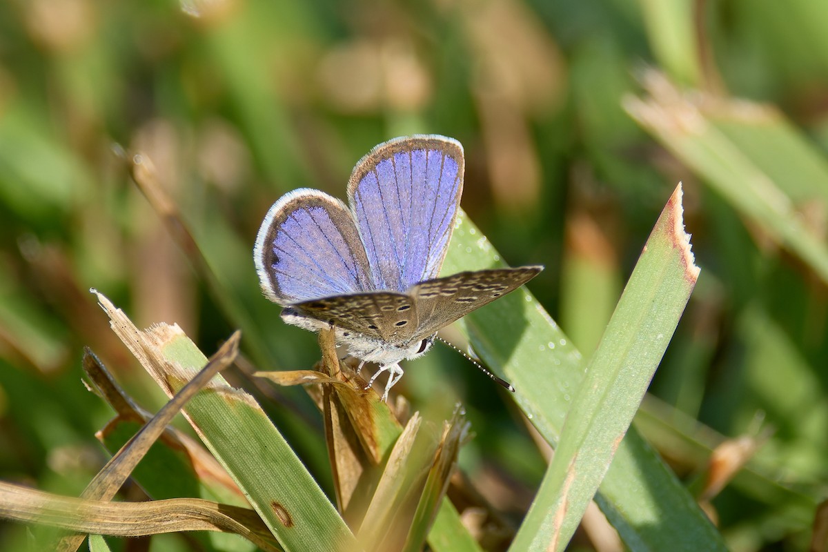 Ceraunus Blue - ML646805985