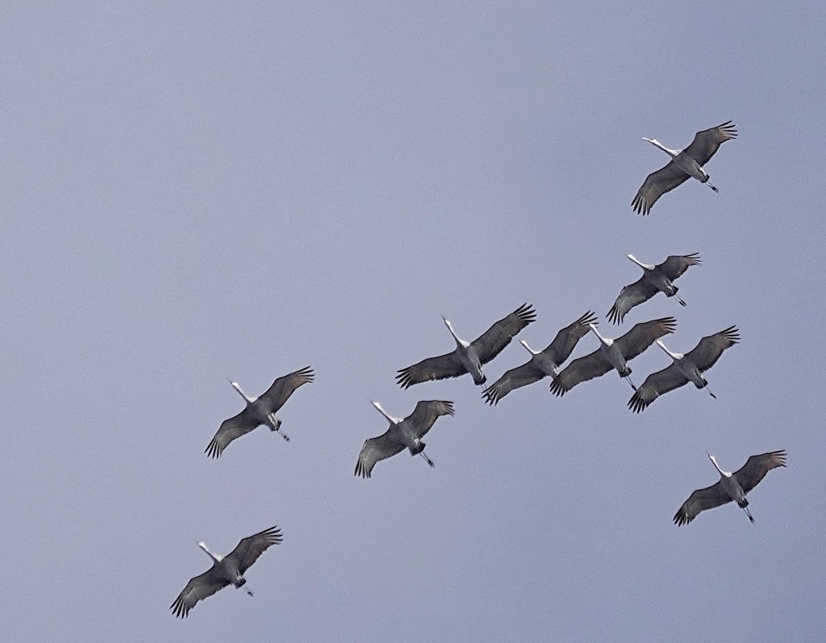 Grulla Canadiense - ML646805986