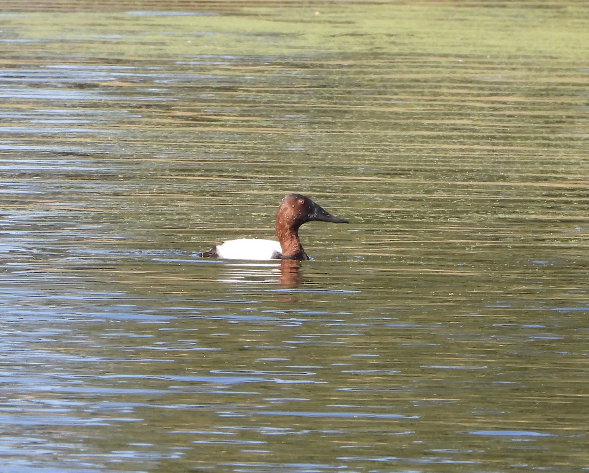 Canvasback - ML646805987
