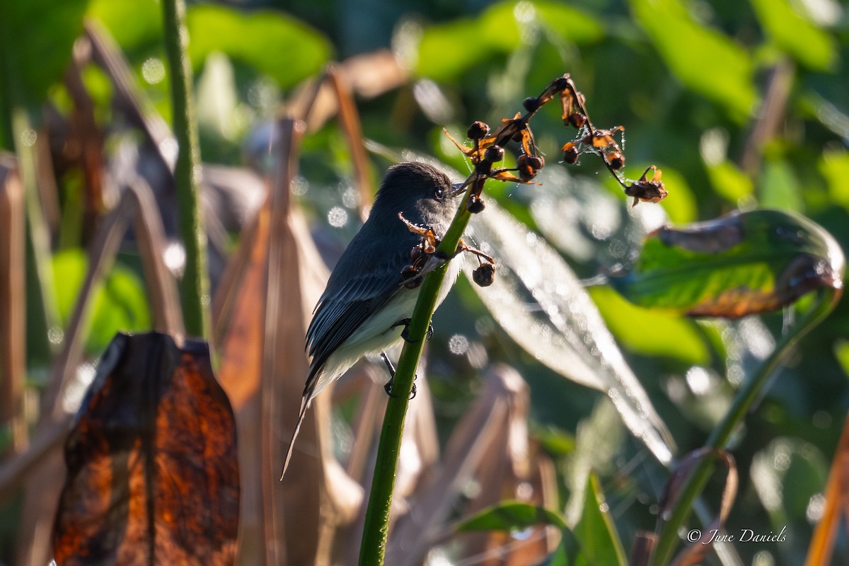 Светлобрюхий фиби - ML646805991