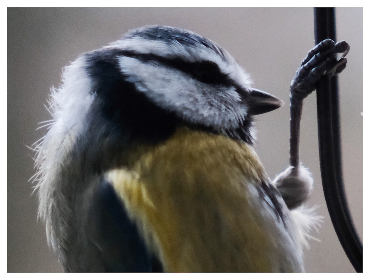 Eurasian Blue Tit - ML646805992