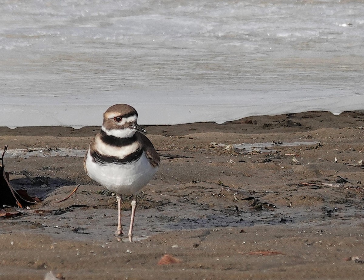 Chorlitejo Culirrojo - ML646805993