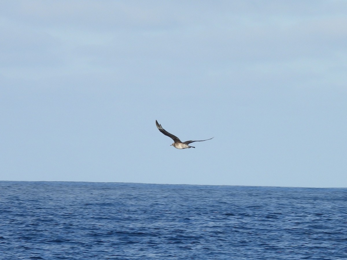 Pomarine Jaeger - ML646805994