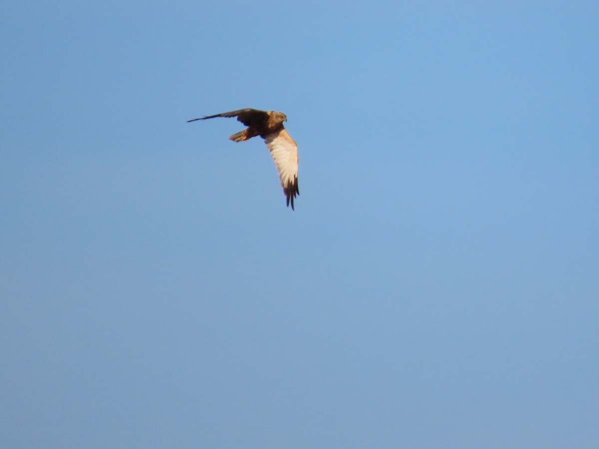 Western Marsh Harrier - ML646805995