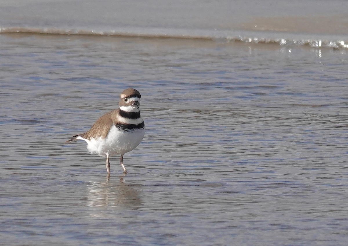 Chorlitejo Culirrojo - ML646805997