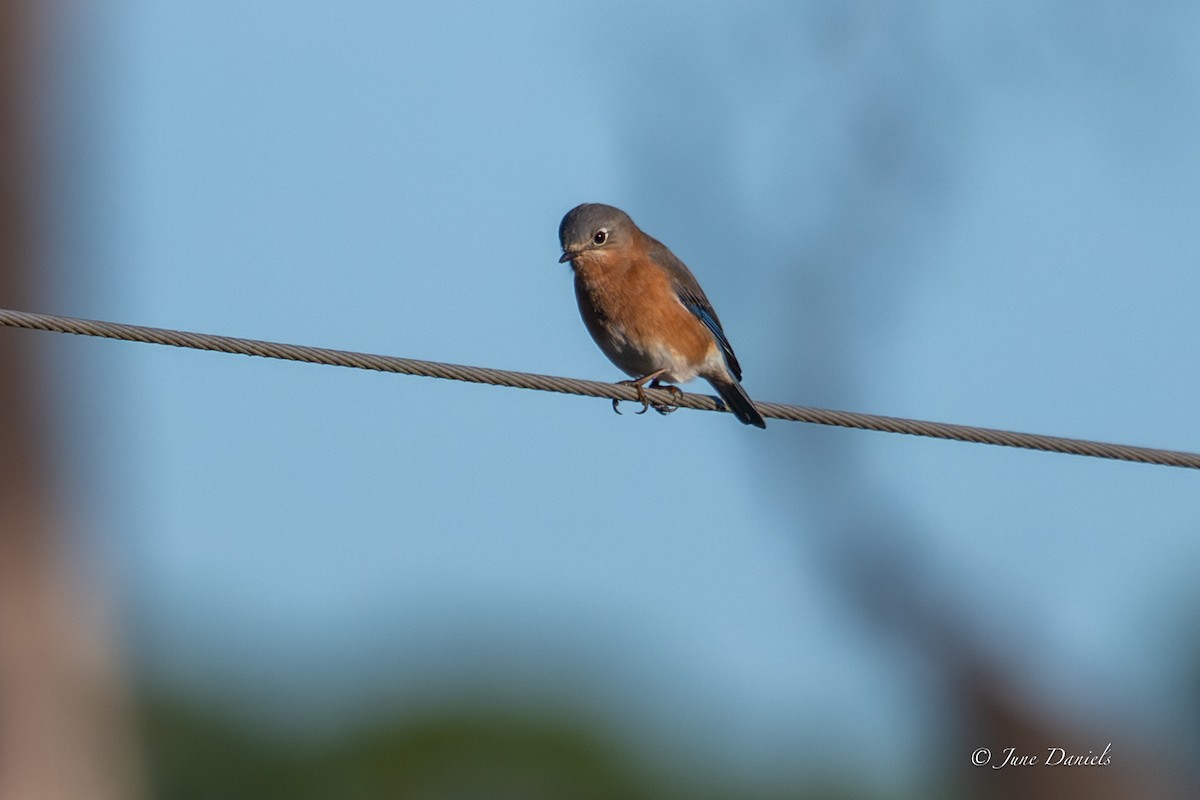 Eastern Bluebird - ML646805999