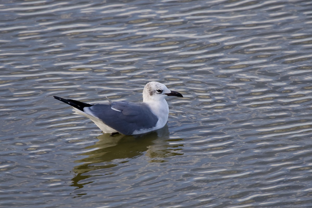 Laughing Gull - ML646806000