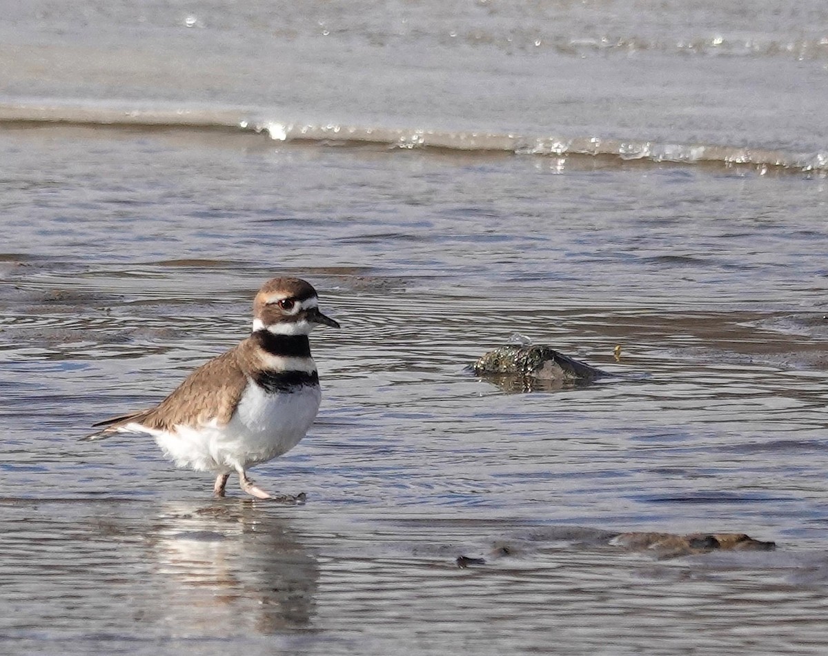 Chorlitejo Culirrojo - ML646806001