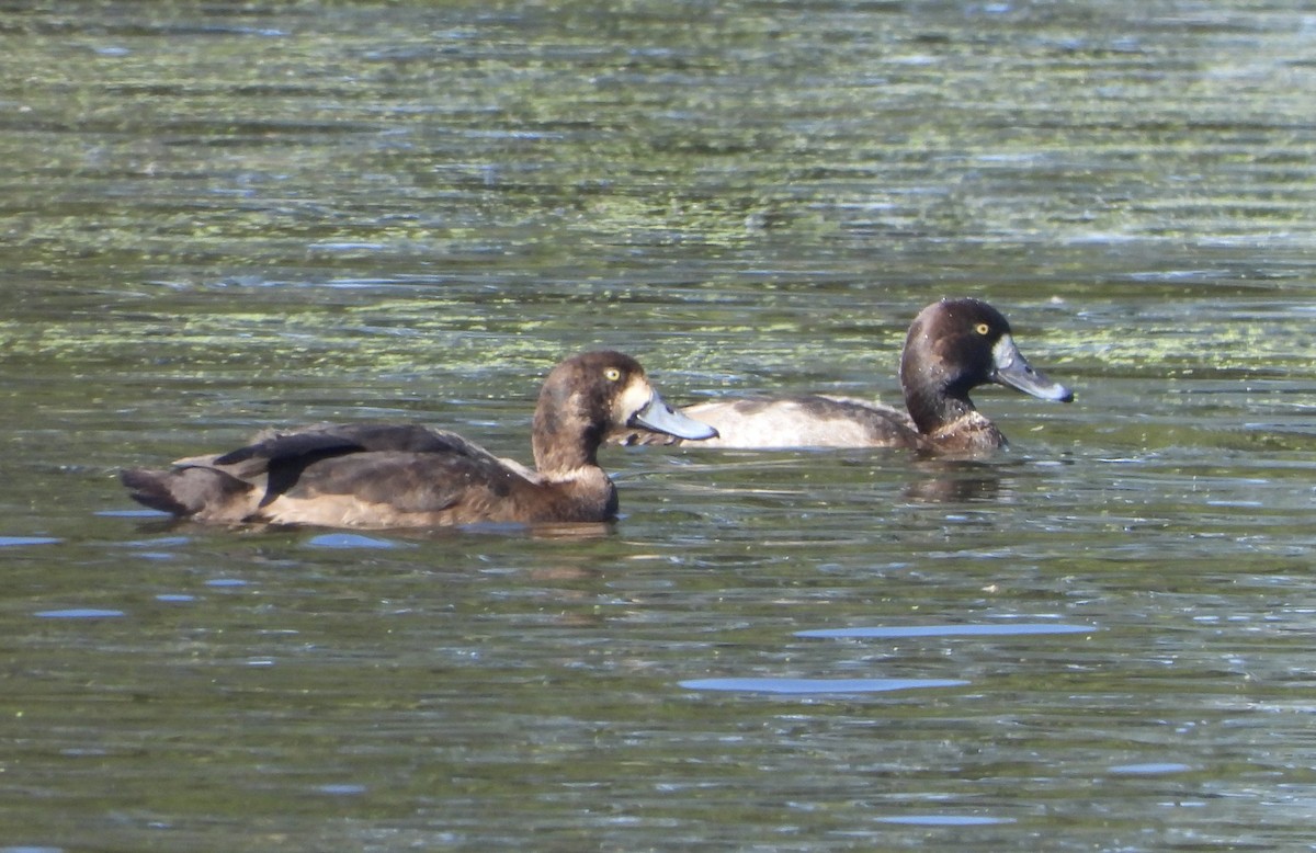 Морская чернеть - ML646806003