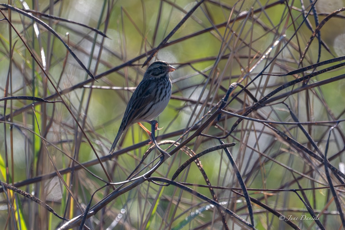 Savannah Sparrow - ML646806006