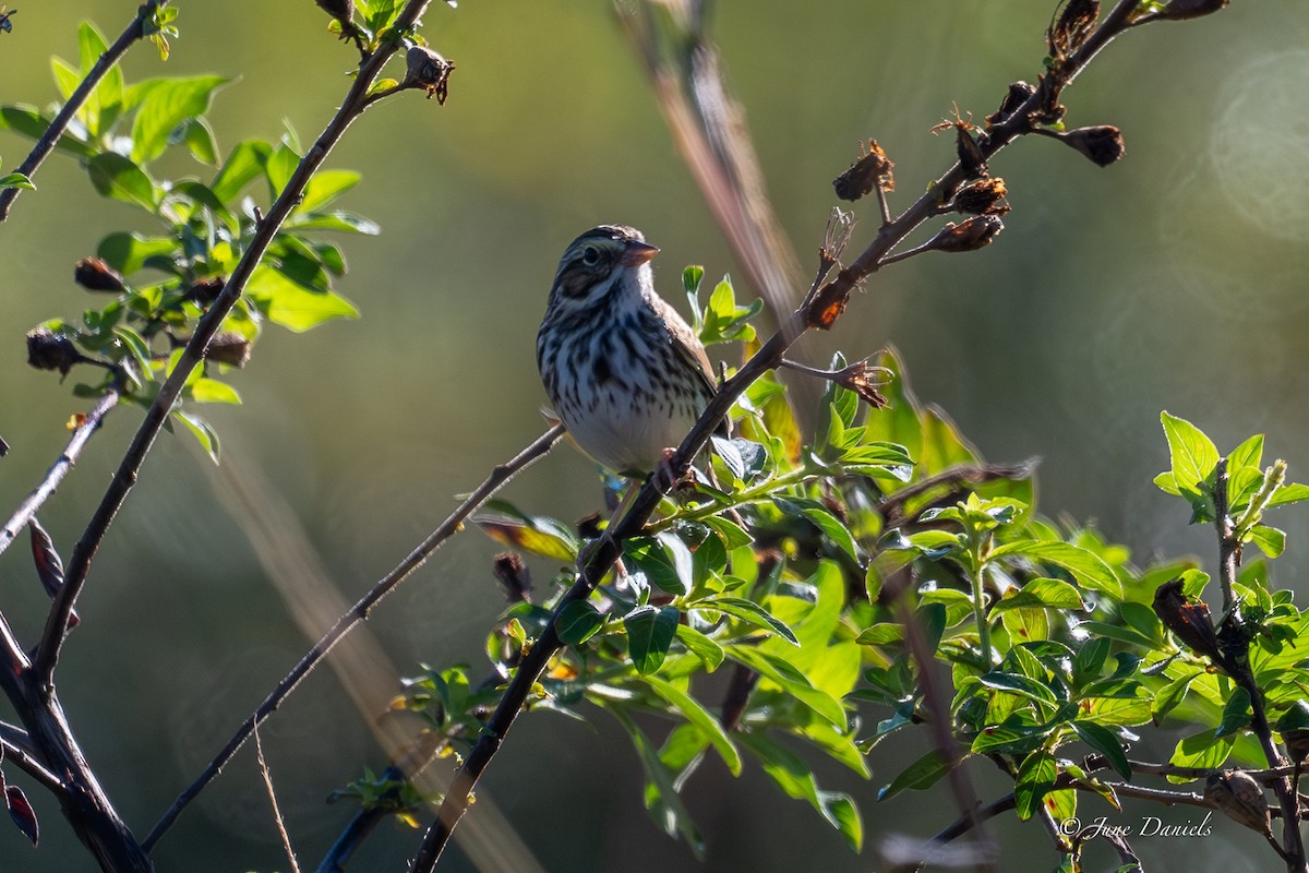 Savannah Sparrow - ML646806007