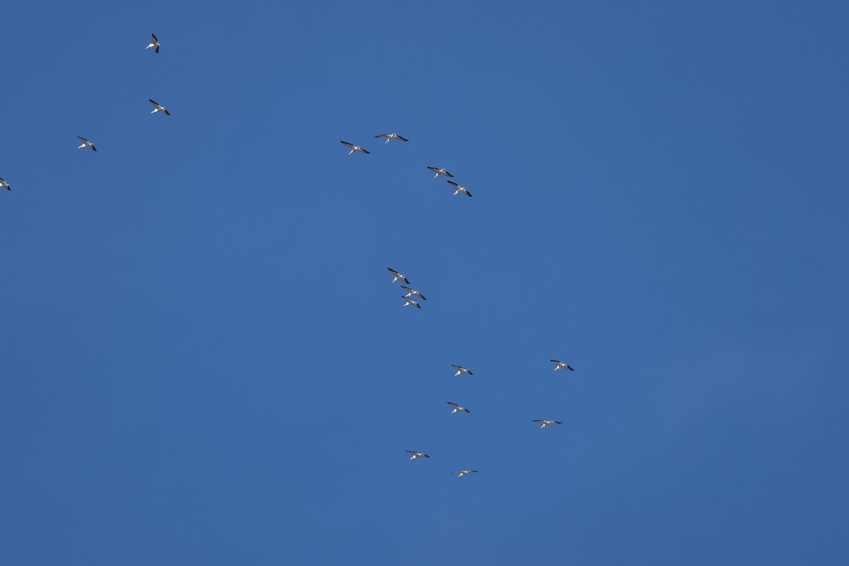 American White Pelican - ML646806008