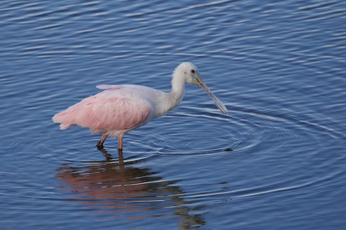 Roseate Spoonbill - ML646806010