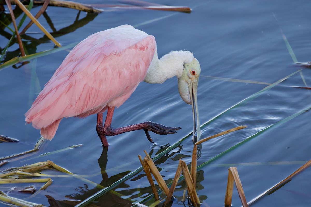 Roseate Spoonbill - ML646806011
