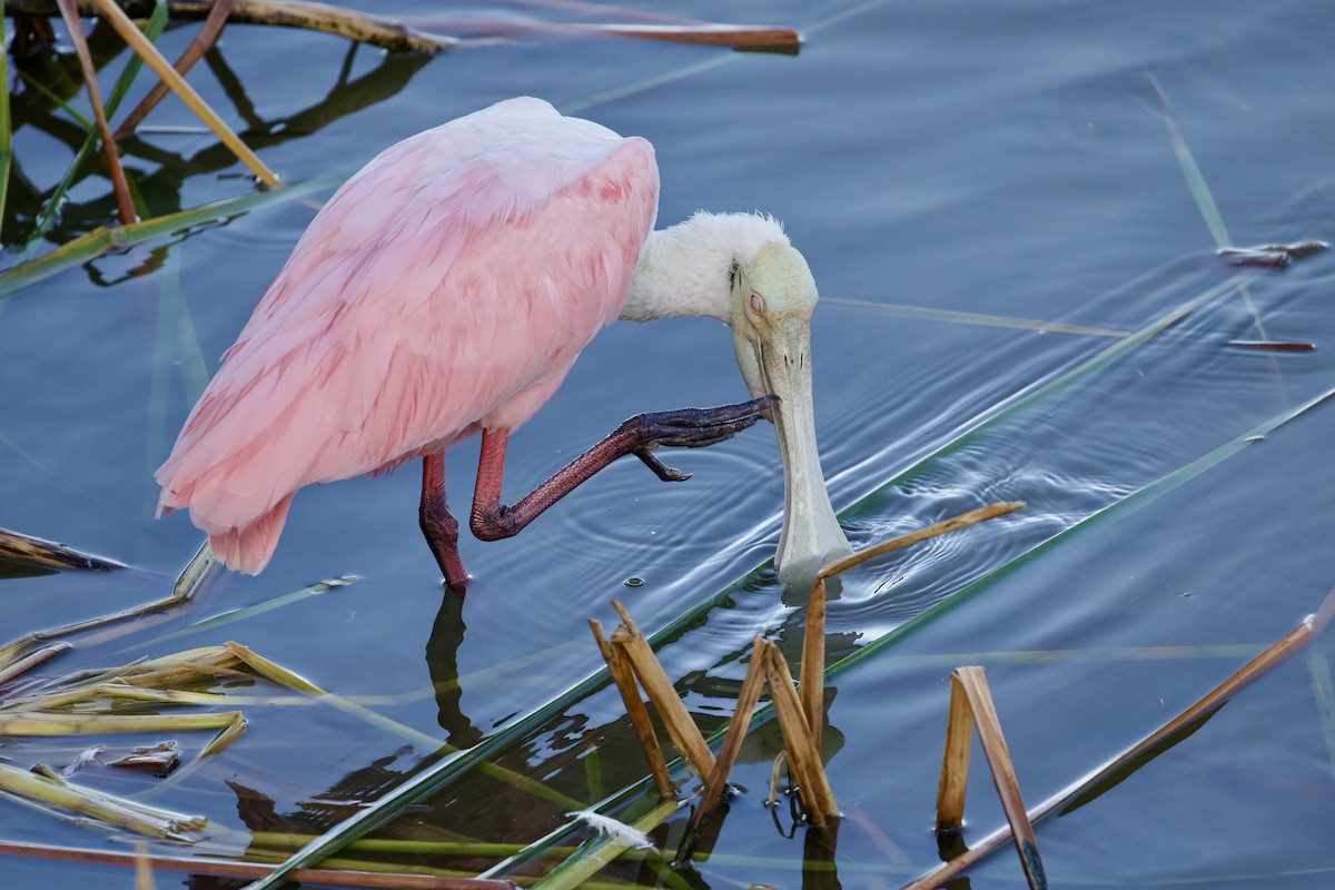 Roseate Spoonbill - ML646806012