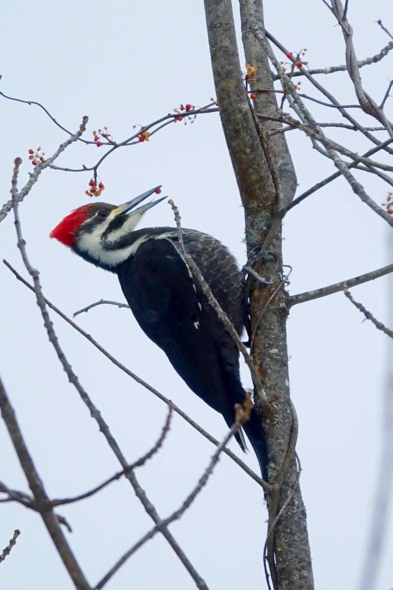 Pileated Woodpecker - ML646806015