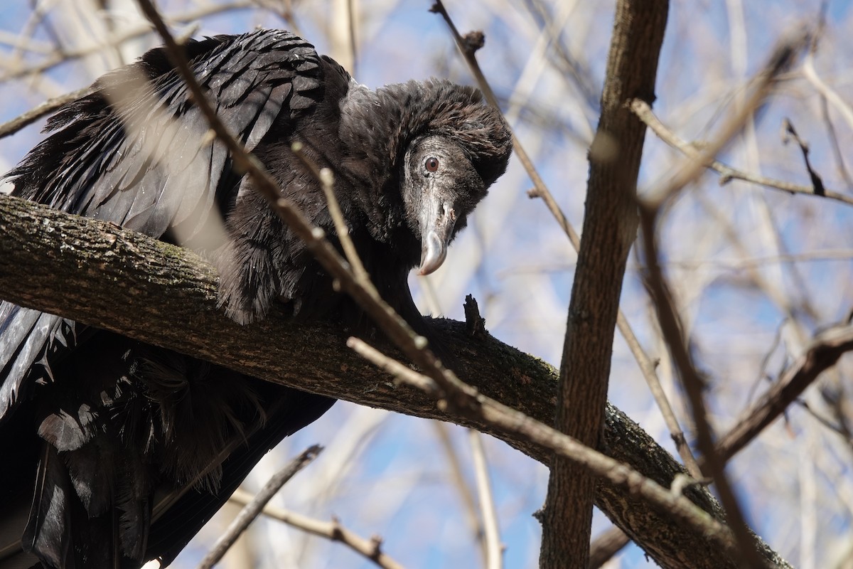Black Vulture - ML646806016