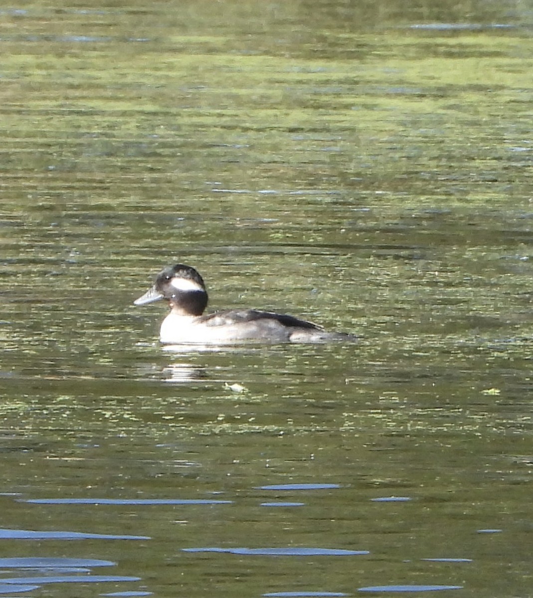 Bufflehead - ML646806020