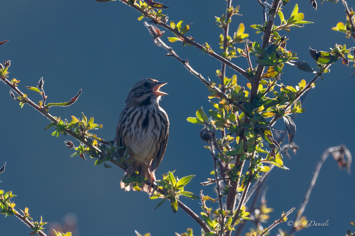 Певчая овсянка - ML646806021