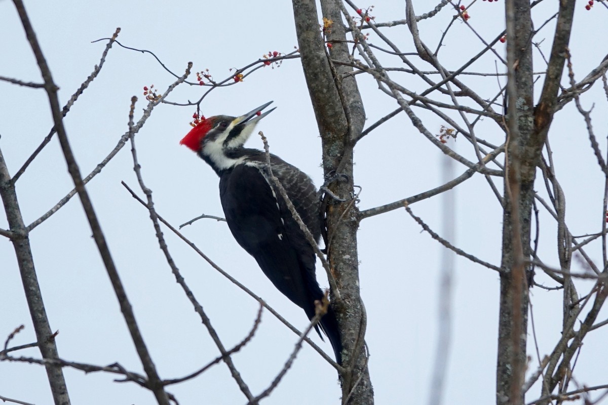 Pileated Woodpecker - ML646806024