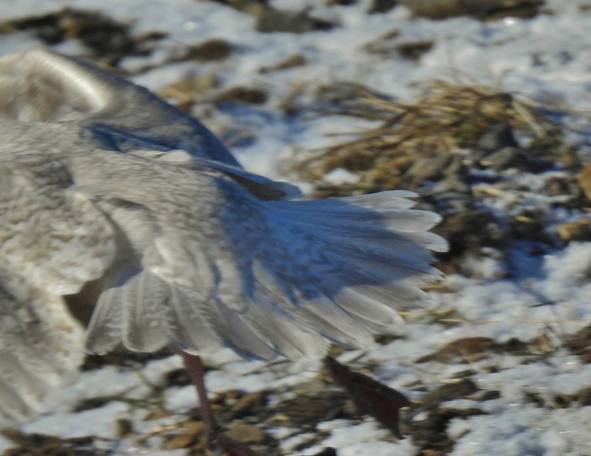 Iceland Gull (Thayer's) - ML646806026