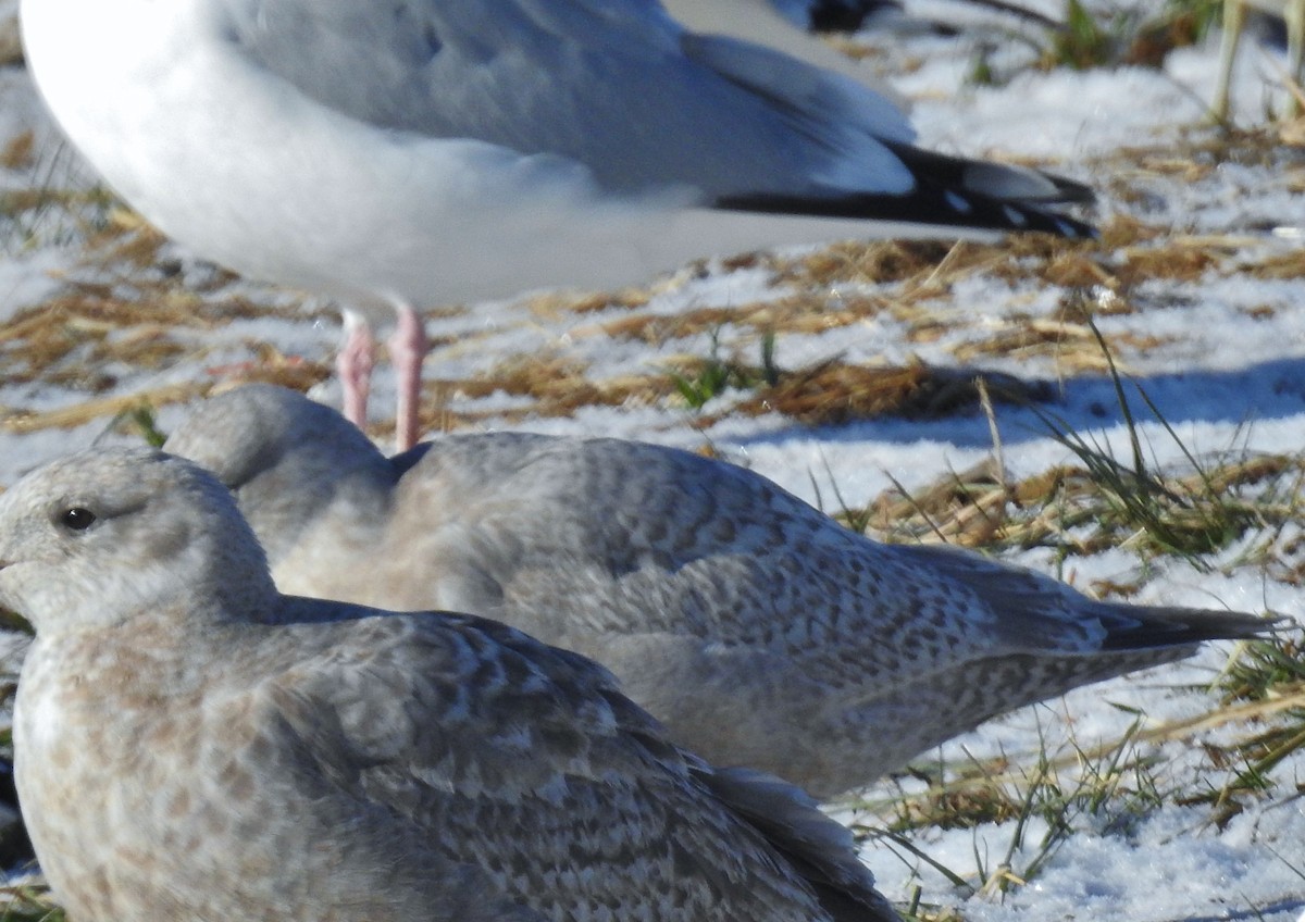 Iceland Gull (Thayer's) - ML646806027