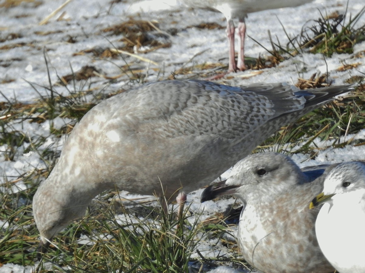 Iceland Gull (Thayer's) - ML646806028