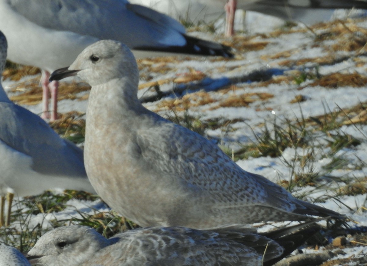 Iceland Gull (Thayer's) - ML646806033