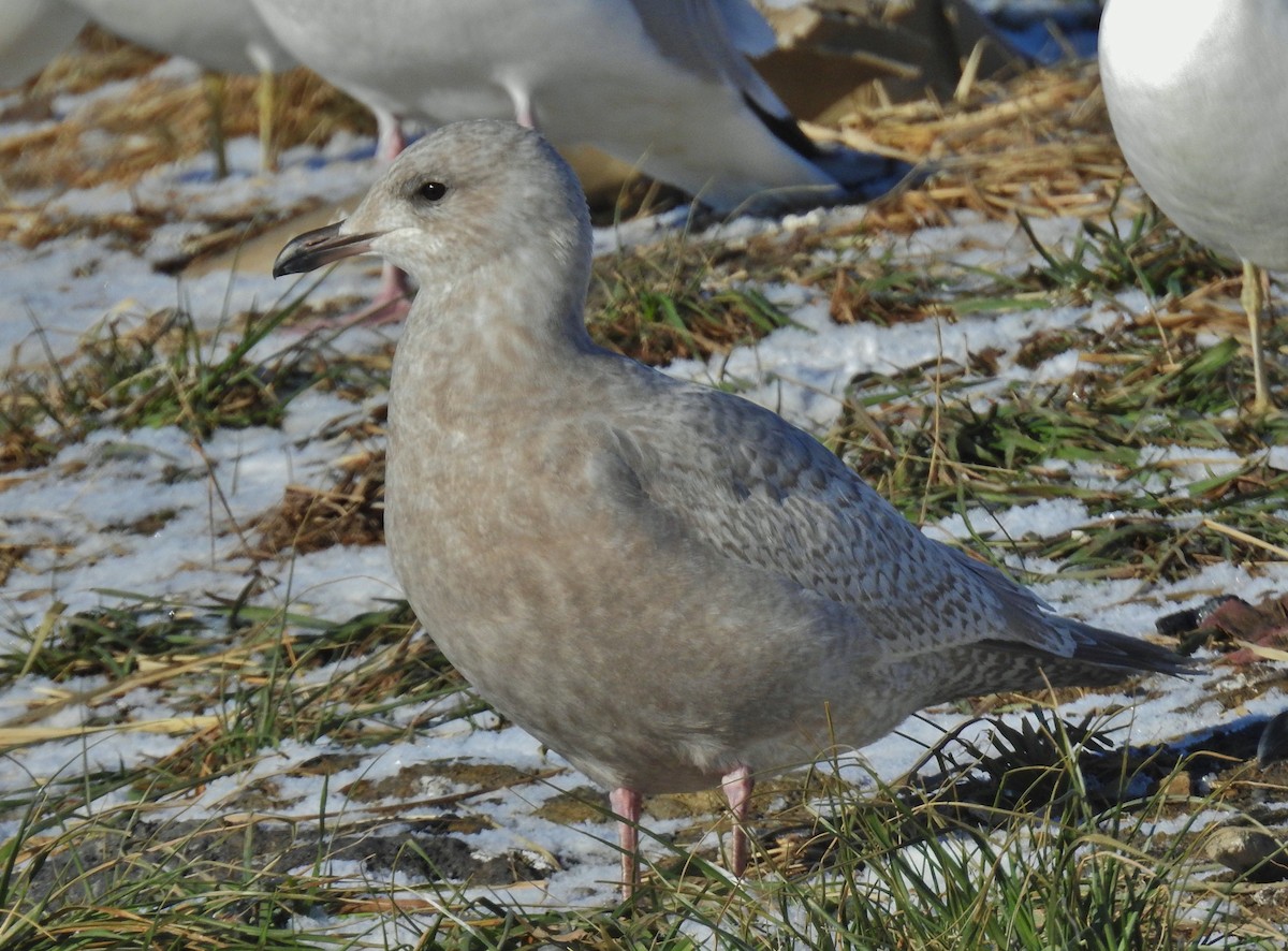 Iceland Gull (Thayer's) - ML646806034