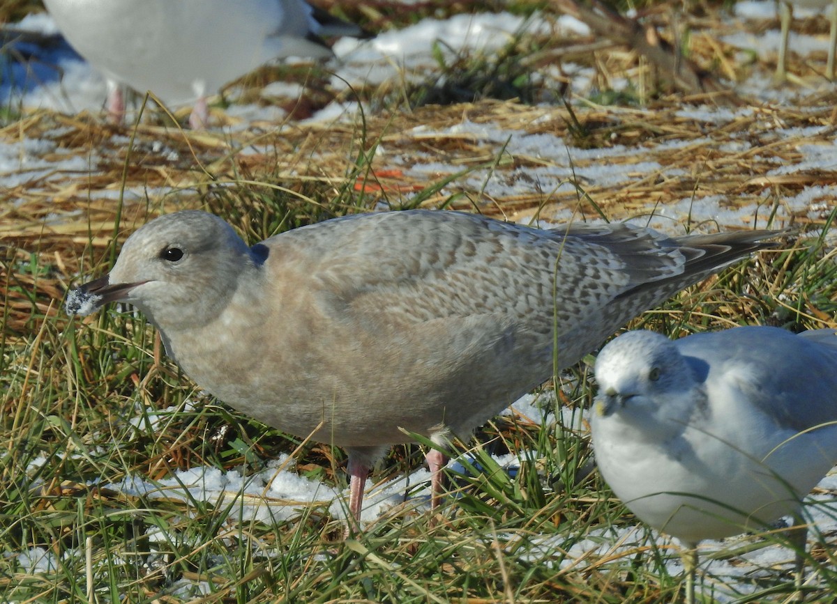 Iceland Gull (Thayer's) - ML646806035