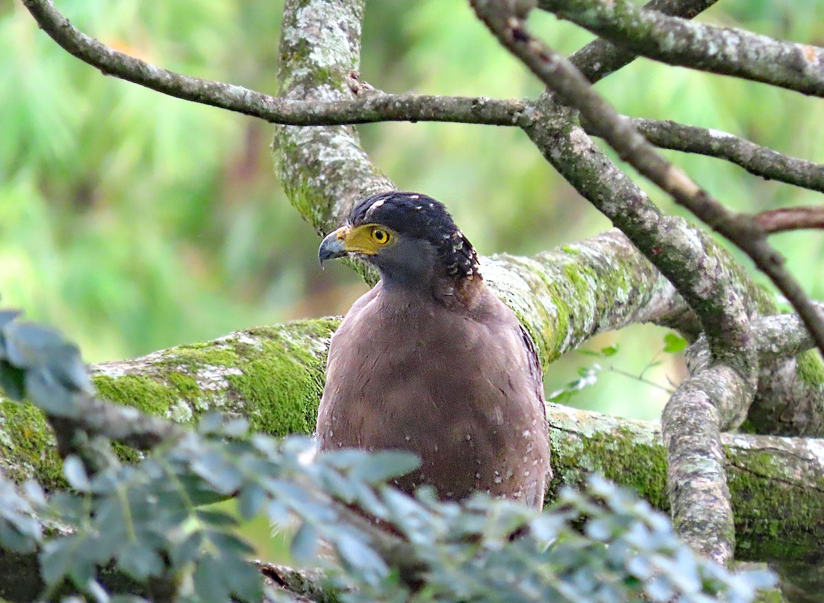 大冠鷲 - ML646806036