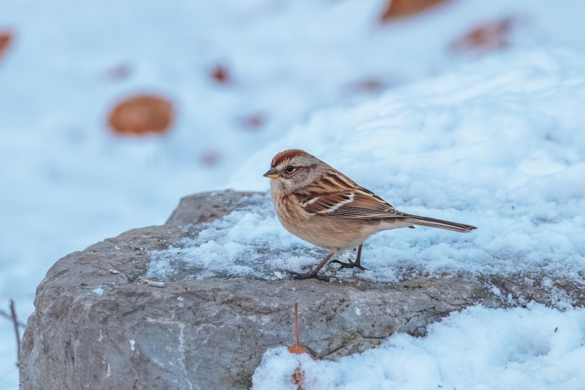 American Tree Sparrow - ML646806040